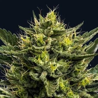 Wham Boom Auto (Anesia Seeds)