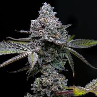 Apple Fritter (Barney's Farm)