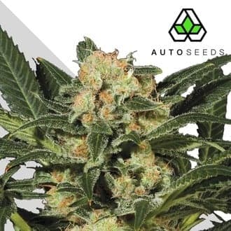 Candy Kush (Auto Seeds)