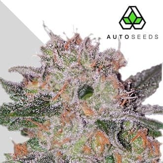 Trans Siberian (Auto Seeds)