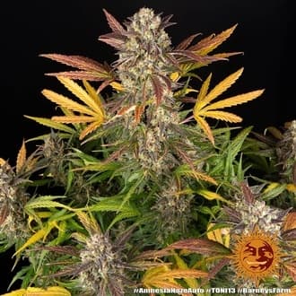Amnesia Haze Auto (Barney's Farm)