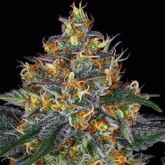 Moby Dick Auto (Barney's Farm)