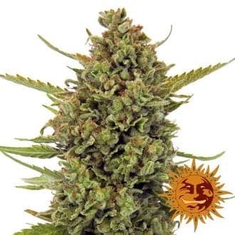 Acapulco Gold (Barney's Farm)