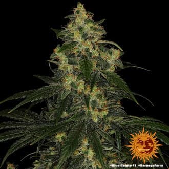 Blue Gelato 41 (Barney’s Farm)
