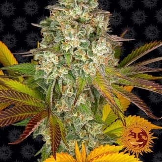 Cookies Kush Auto (Barney's Farm)