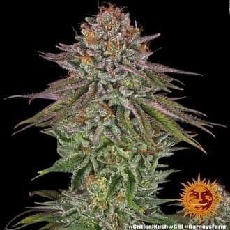 Critical Kush (Barney's Farm)