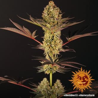 Dos Si Dos 33 (Barney's Farm)