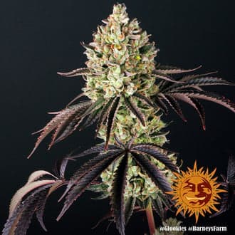 Glookies (Barney's Farm)