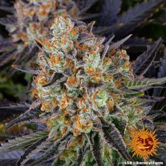 LSD (Barney's Farm)