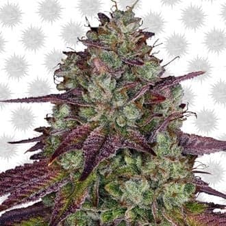 MIMOSA EVO (Barney's Farm)