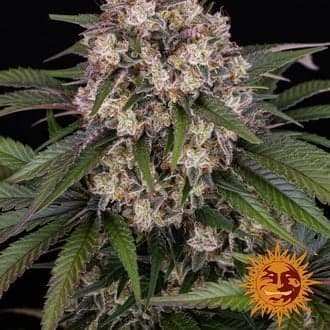 OG Kush Auto (Barney's Farm)