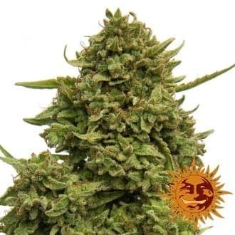 Pineapple Chunk (Barney's Farm)
