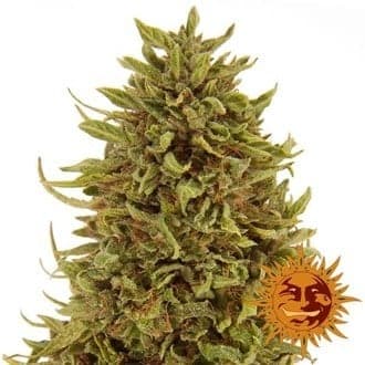 Pineapple Express Auto (Barney's Farm)