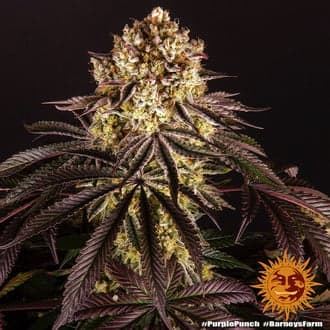 Purple Punch (Barney's Farm)