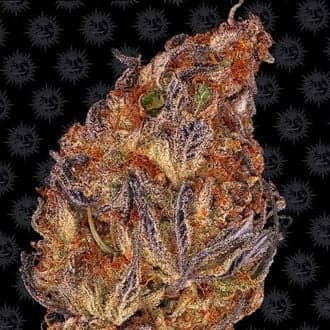 Runtz Auto (Barney's Farm)