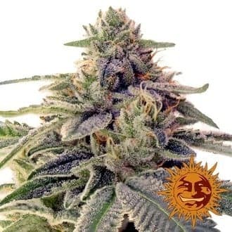 Shiskaberry (Barney's Farm)