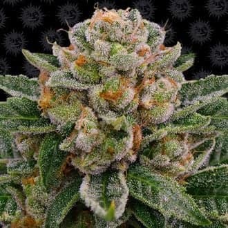 Skywalker OG Auto (Barney's Farm)