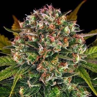 Strawberry Cheesecake Auto (Barney's Farm)