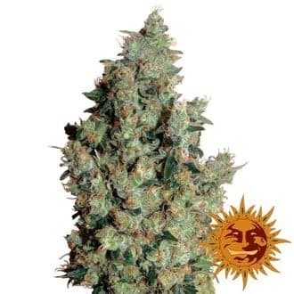 Tangerine Dream (Barney's Farm)