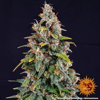 Watermelon Zkittlez Auto (Barney's Farm)