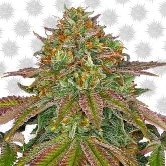 Wedding Cake (Barney's Farm)