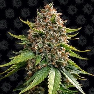 White Widow XXL Auto (Barney's Farm)