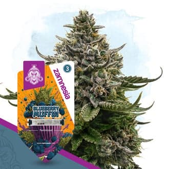 Blueberry Crumble (Zamnesia Seeds)