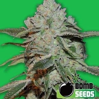 Atomic (Bomb Seeds)