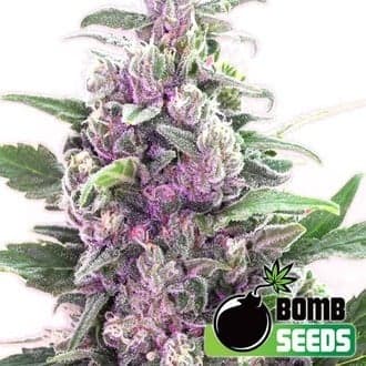 THC Bomb (Bomb Seeds)