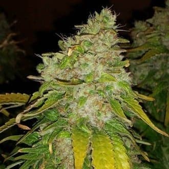 Amnesia Haze (BSB Genetics)