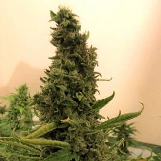 Gorilla #4 (BSB Genetics)