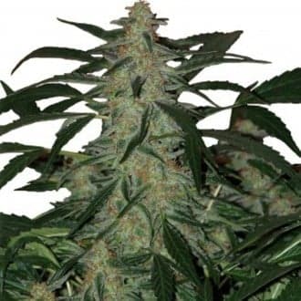 Deimos Auto (Buddha Seeds)