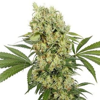 Medikit (Buddha Seeds)
