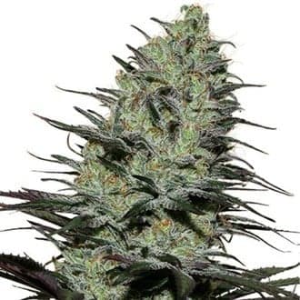 Morpheus (Buddha Seeds)