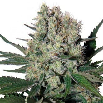 Syrup Auto (Buddha Seeds)