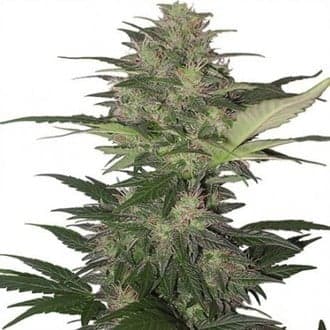 Red Dwarf Auto (Buddha Seeds)