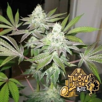 78 (Cali Connection)