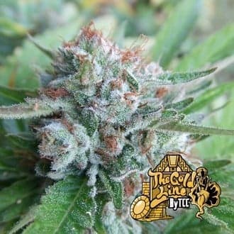 Bellini (Cali Connection)