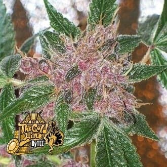 Cherries Jubilee (Cali Connection)