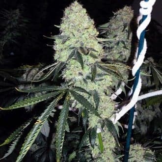 Deadhead OG (Cali Connection)
