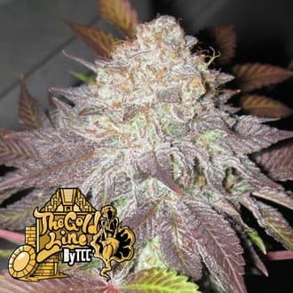 Fruit Cup (Cali Connection)
