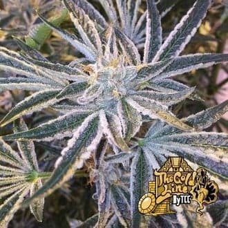 Fruit Tree (Cali Connection)