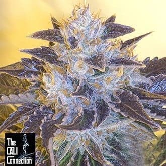 Grape OG (Cali Connection)