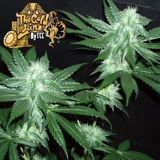 Italian Ice (Cali Connection)