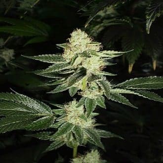 Louis XIII OG (Cali Connection)