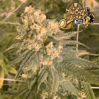 Mint Milano (Cali Connection)