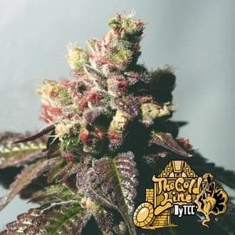 Passion Berry (Cali Connection)