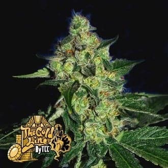 Sugar Mill (Cali Connection)