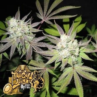 Tiramisu (Cali Connection)