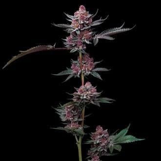 Cherry Poppers (Barney's Farm)